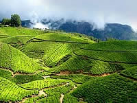 Kerala Tour Packages