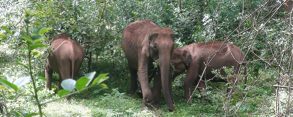 Muthanga Wildlife Sanctuary