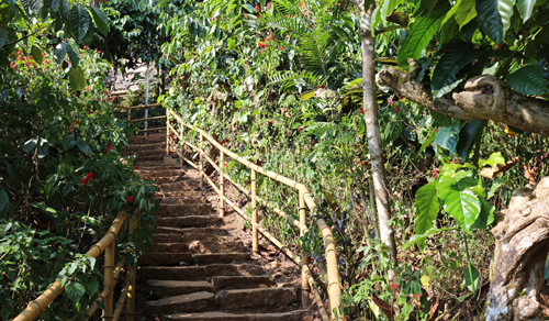 Wayanad Tour Packages